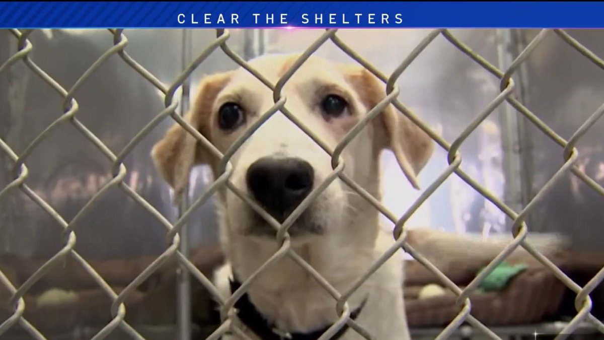 Clear the Shelters Oak Park Animal Shelter is expanding NBC Chicago
