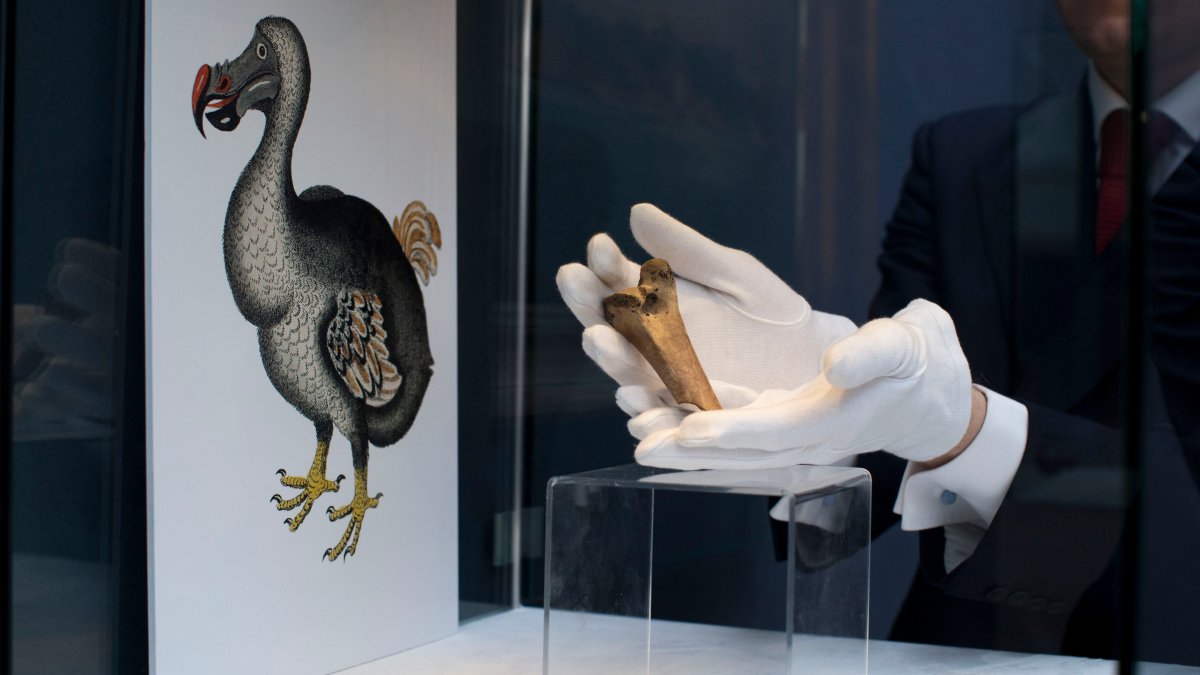 Bring Back Dodo Bird? Scientists Want to Try It – NBC Chicago - Vimarsana News