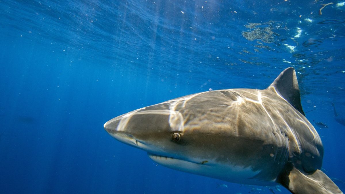 Florida Still World's Shark Bite Capital: How Many Happened in 2022? – NBC Chicago - Vimarsana News