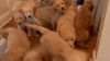 Golden Retriever Gives Birth Hours After Being Rescued From Negligent Breeder