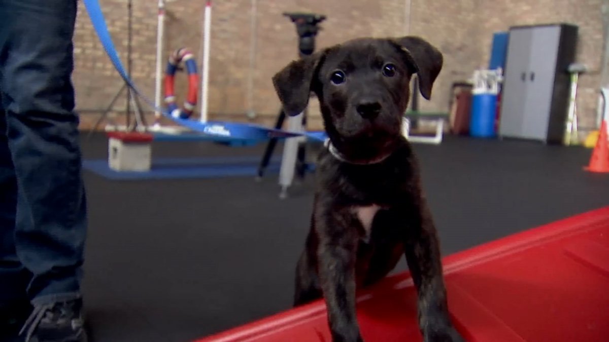 Clear the Shelters Business Inspired by Pup Adopted From AntiCruelty