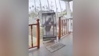 Watch: Thieves Swipe $2,500 Parrot From Porch of California Home
