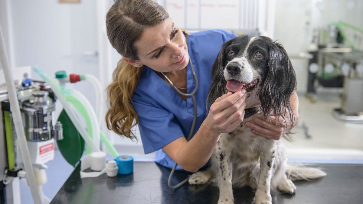 Chewy and Petco Earnings Make It Clear: Pet Health Care Is Their Future - Vimarsana News