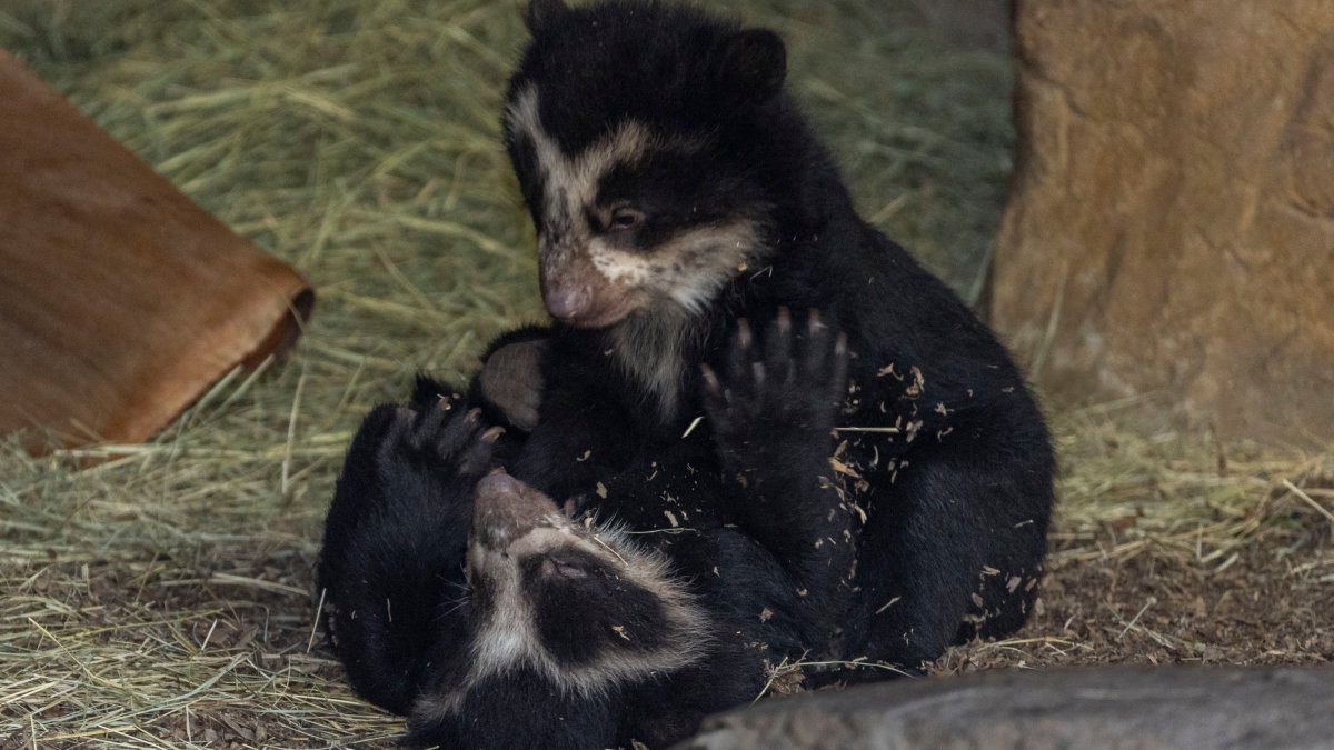San Diego Zoo Welcomes Twin Andean Bear Cubs – NBC Chicago - Vimarsana News