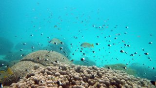 Fish swim near some bleached coral at Kisite Mpunguti Marine park, Kenya