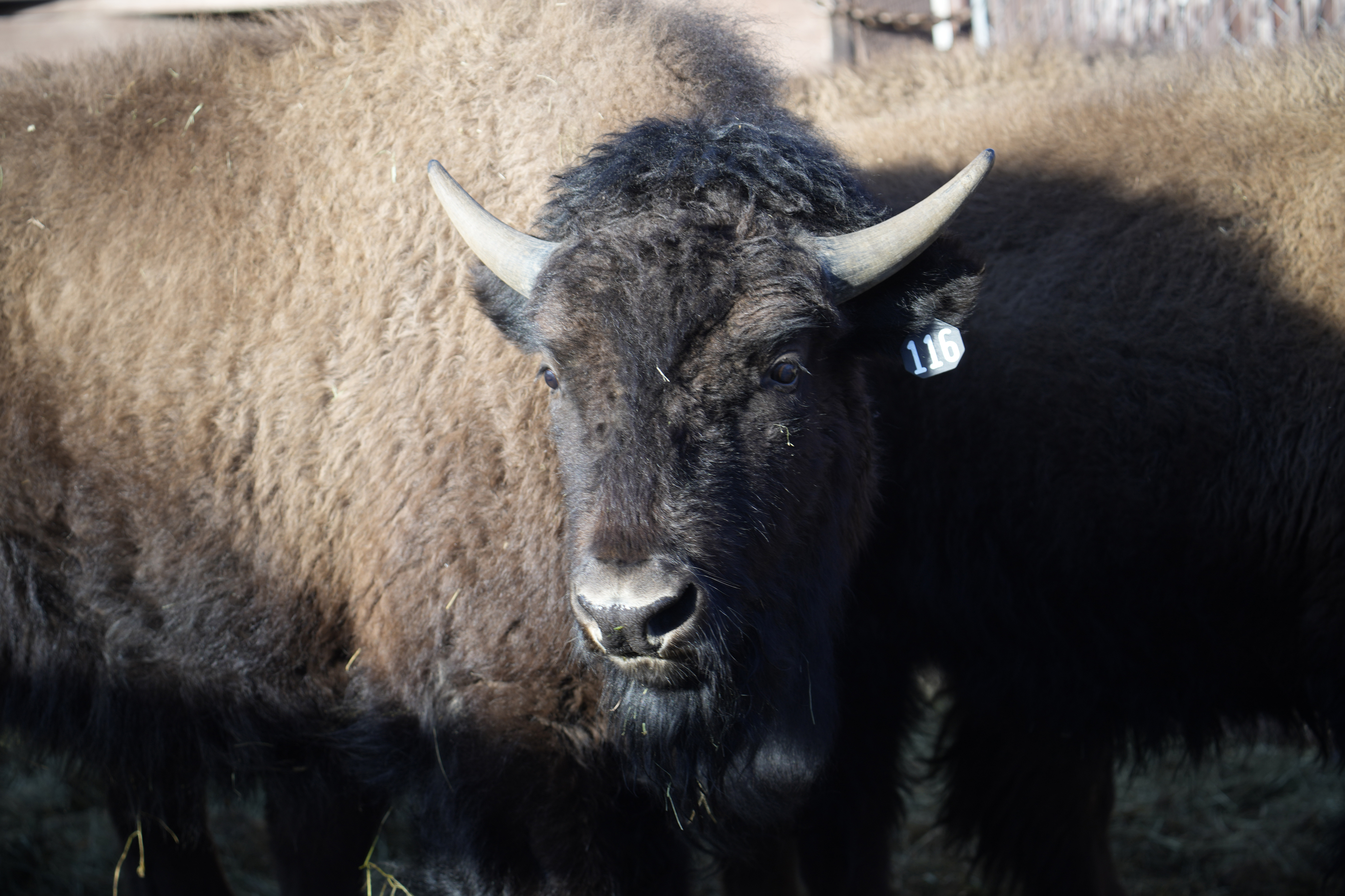 Bison bars were supposed to restore Native communities and grass-fed  ranches. Then came Epic Provisions