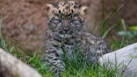 Watch: Cubs Birth at California Zoo Increases Most-Endangered Big-Cat Species Population By 2
