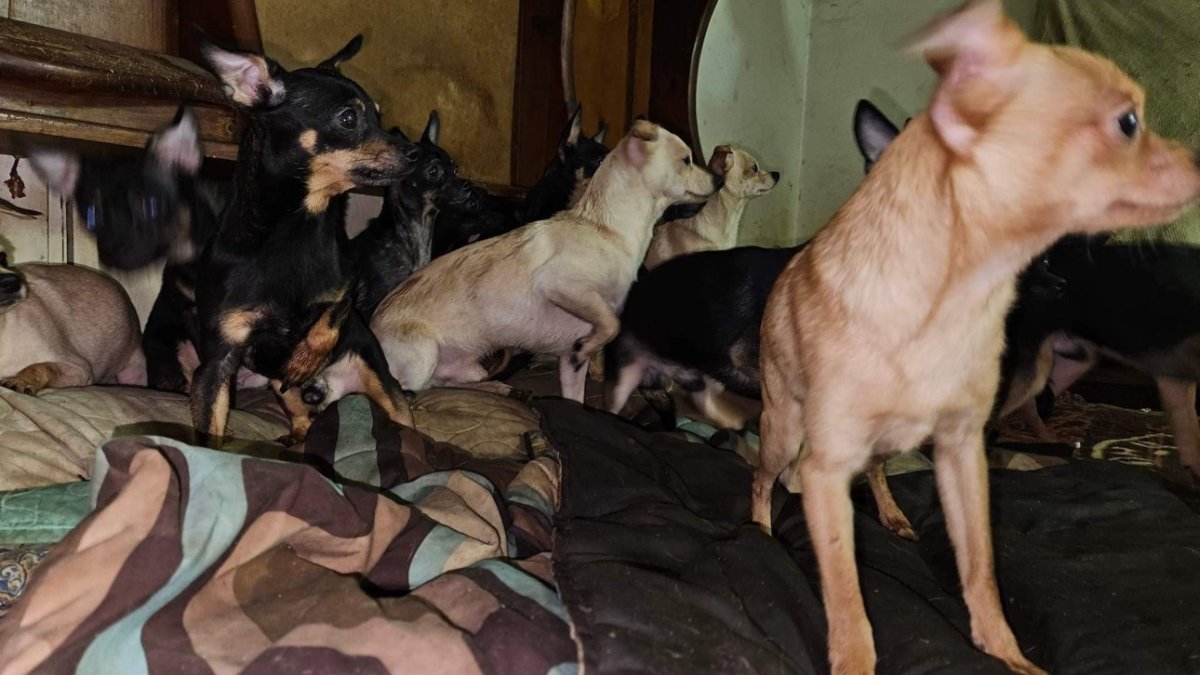 Suburban Animal Rescue Takes in Dozens of Chihuahuas Saved From