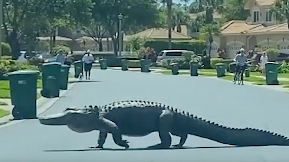 Watch Massive Alligator Spotted Crossing Road In Florida Suburb As Neighbors Gather In Shock