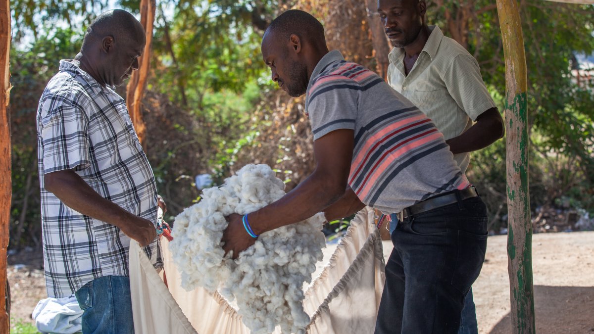 How Timberland, Vans, VF Corp. Are Making Sure Their Cotton Isn't 'Greenwashed' – NBC Chicago - Vimarsana News