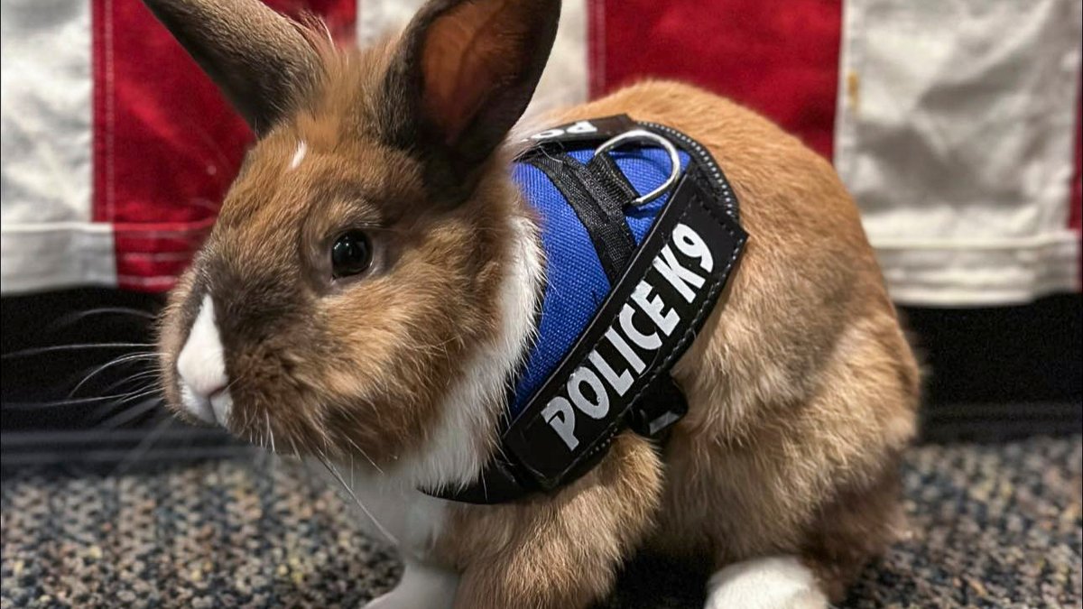 California Police Department Hires Bunny as Officer – NBC Chicago - Vimarsana News