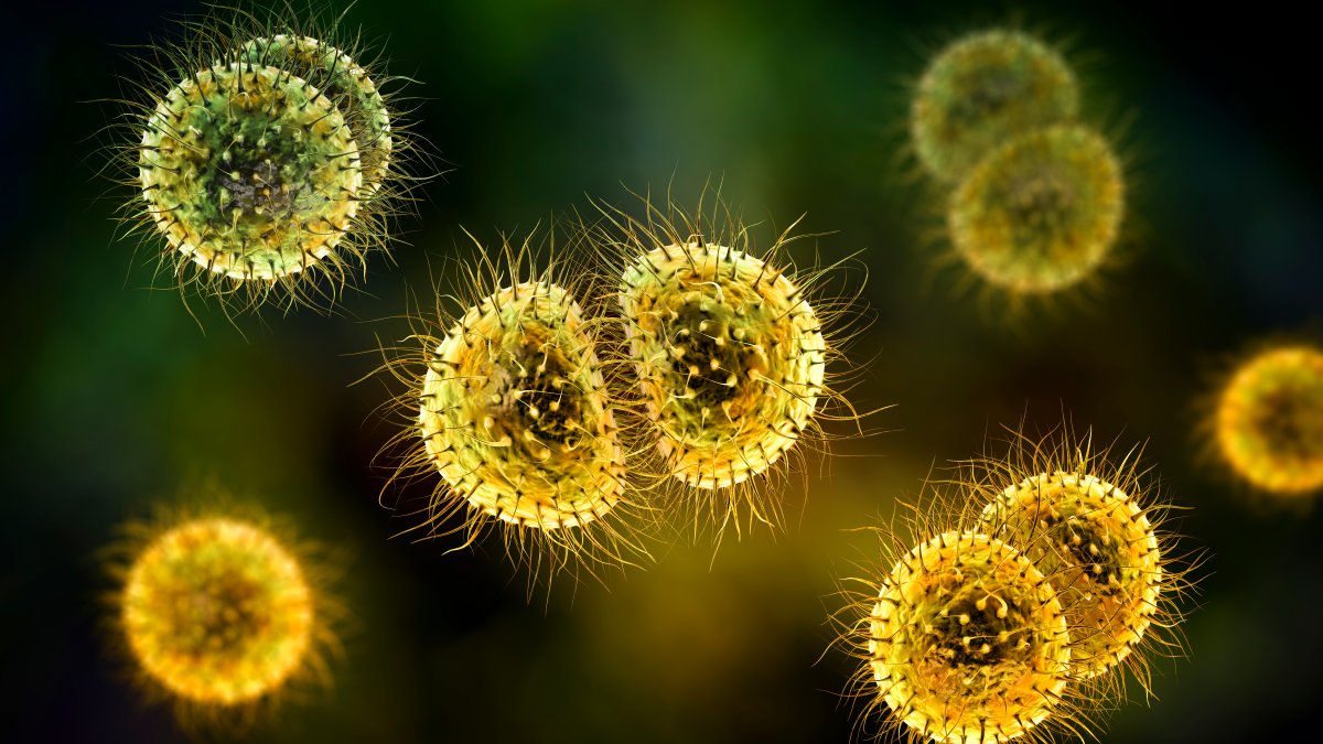 A Look at Bacterial Meningitis After Teacher's Death – NBC Chicago - Vimarsana News