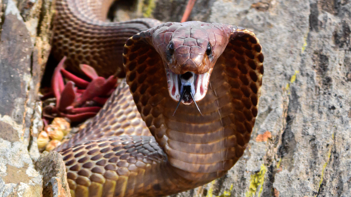 Snake on a Plane! South African Pilot Finds Venomous Cobra Under Seat