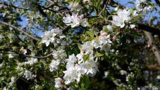 Apple blossoms bloom on a fruit tree at Mount Vernon, the plantation owned by George Washington, the first President of the United States, in Fairfax County, Virginia, near Alexandria.