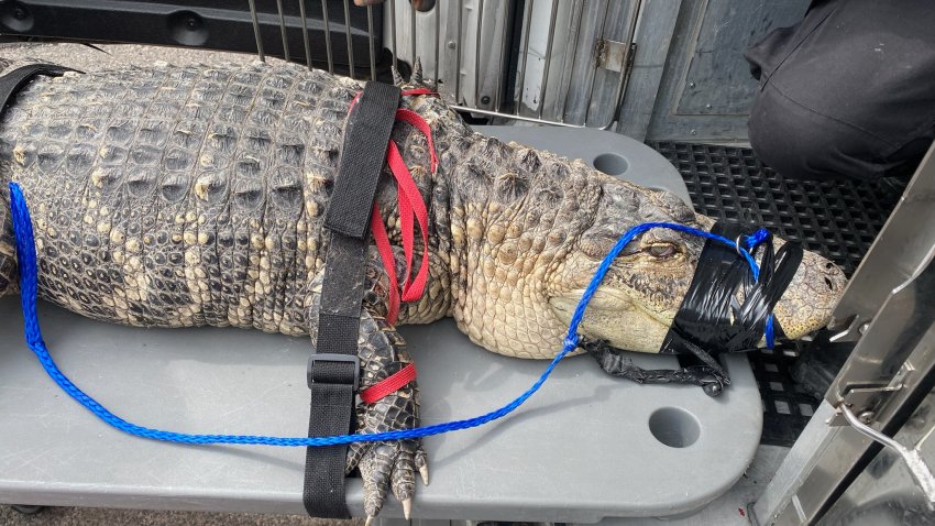 Big Mack, the eight-foot-long alligator rescued from a home in North Philadelphia on Tuesday morning.