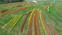 Annual suburban tulip festival to open for season on Saturday