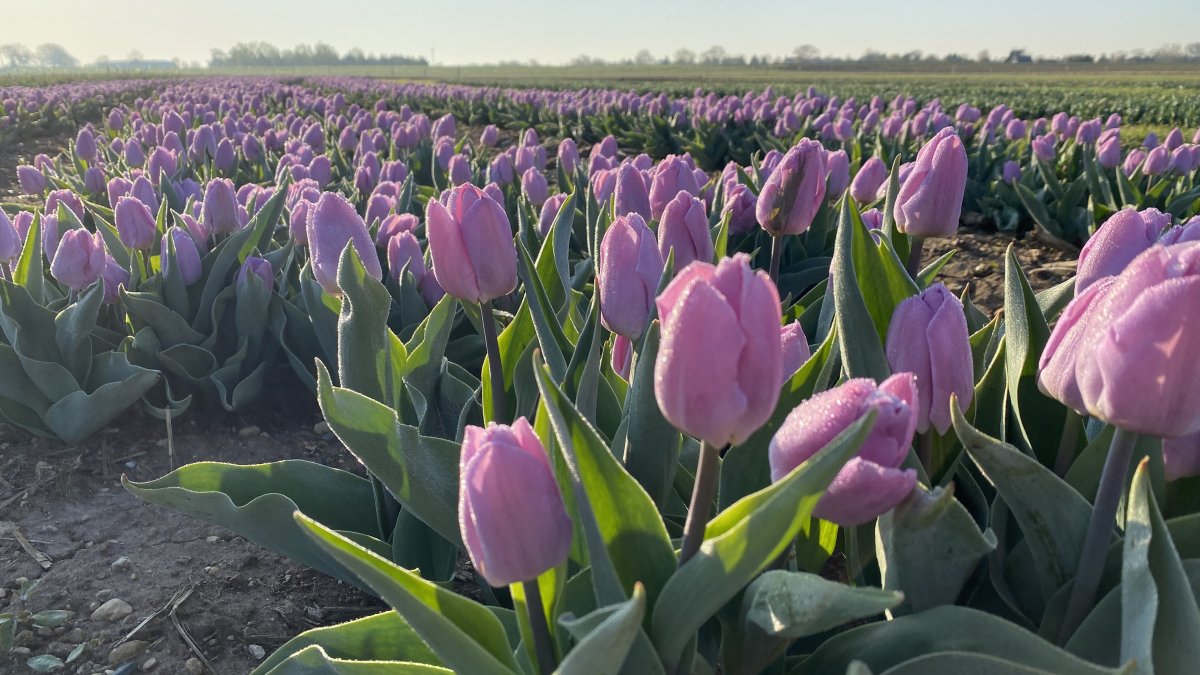 Illinois Tulip Festival Will Only Be Open for a Limited Time NBC Chicago