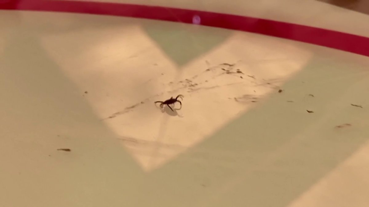 Wisconsinites Gathered for The International Wood Tick Race This ...