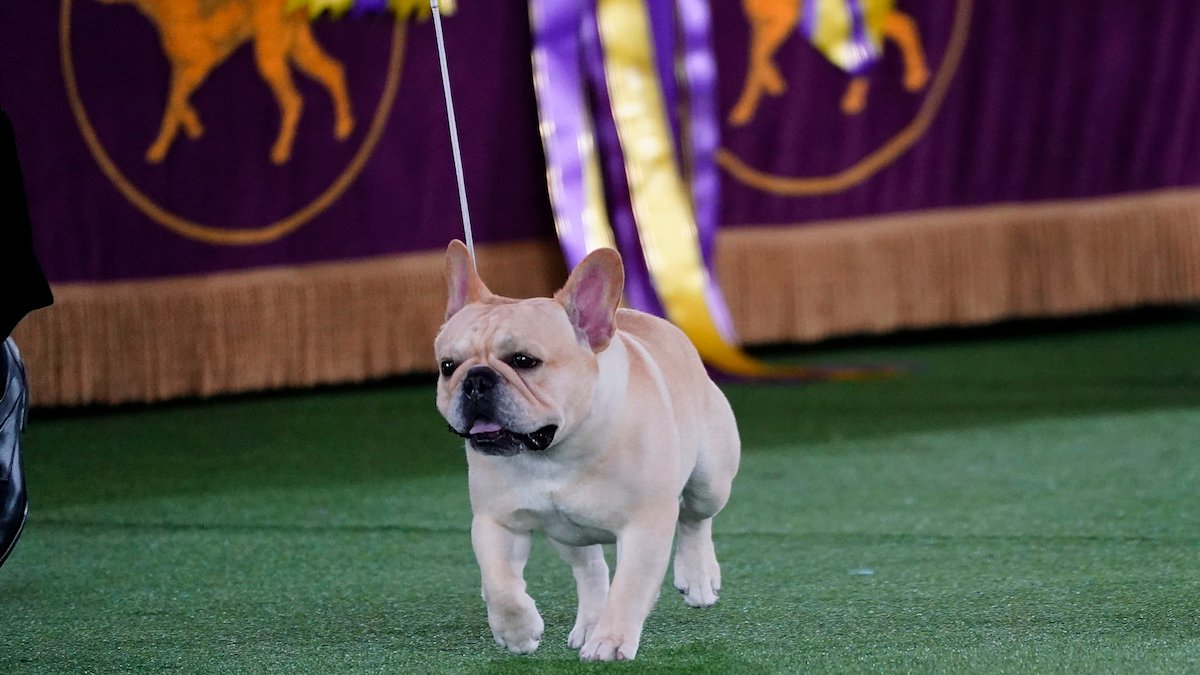 America's Favorite Dog Breed, the Frenchie, Is a Dog-Show Contender – NBC Chicago - Vimarsana News
