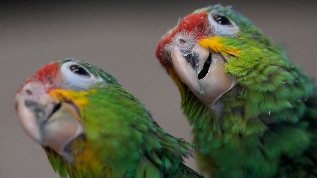 Miami Airport Customs Find Smuggled Parrot Eggs After Hatchlings Chirp – NBC Chicago - Vimarsana News