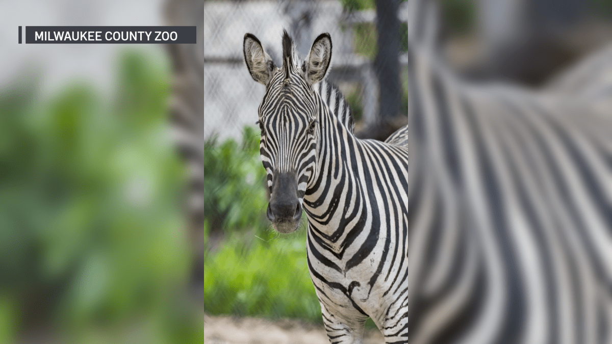 Zebra Dies After Running Into Fence at Milwaukee County Zoo NBC Chicago