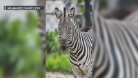 Zebra Dies in ‘Tragic Accident' at Wisconsin Zoo