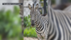Zebra Dies in ‘Tragic Accident' at Wisconsin Zoo