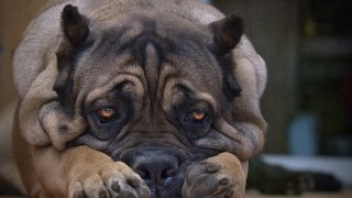 What is the most googled dog? The Cane Corso is the most googled dog