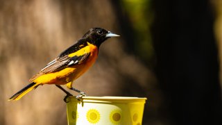 A Baltimore Oriole, with orange and black feathers and a light-colored beak, stands on a yellow bird feeder, with trees in the background.