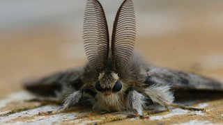 A spongy moth, formerly known as a gypsy moth, is shown in a file photo. The moth is gray in color, with fuzzy legs and brown, translucent wings.