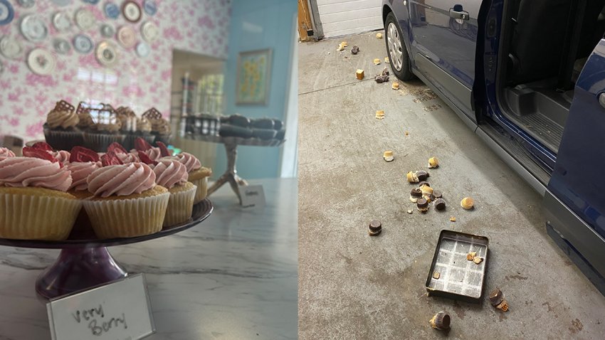 Left, cupcakes at Taste By Spellbound. Right, what a bear left behind after eating cupcakes at the bakery location in Avon.