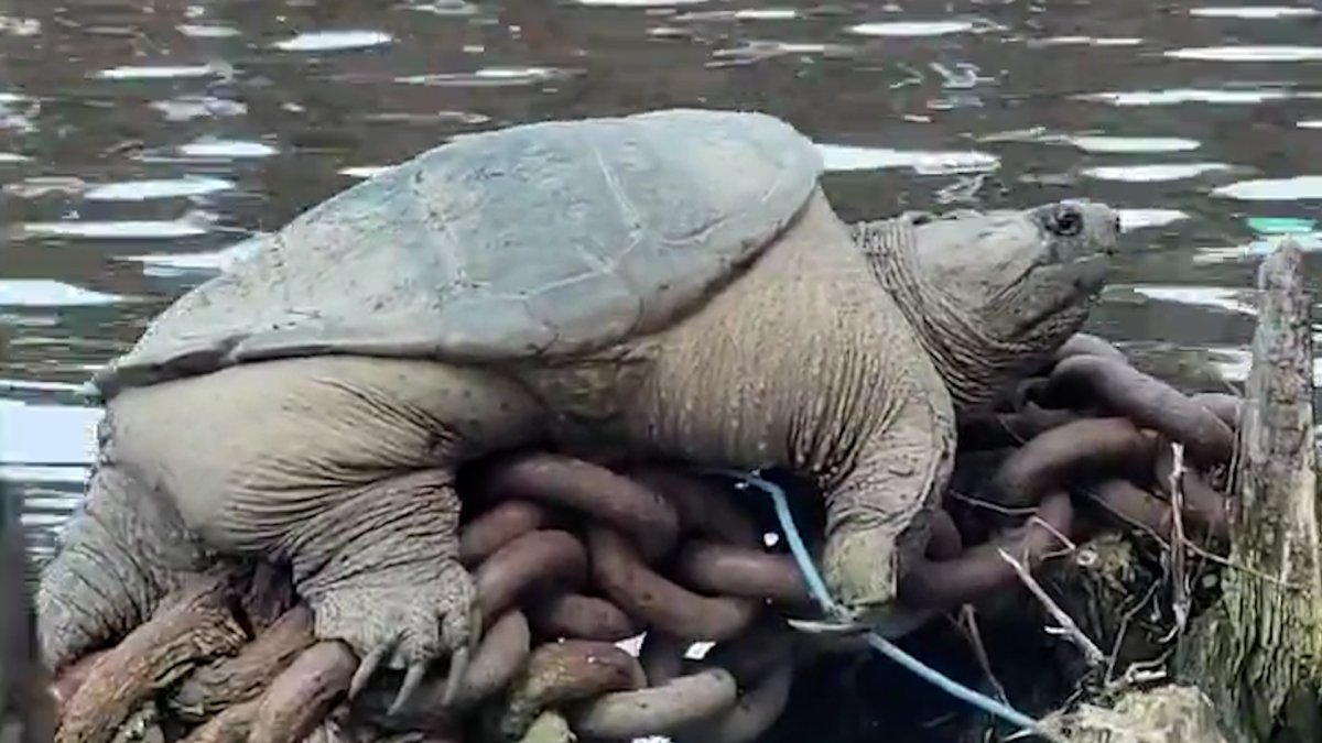 Kayakers Spot Giant Snapping Turtle in Chicago River, Film Encounter in