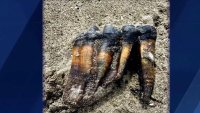 ‘An Extremely Important Find': Ancient Mastodon Tooth Found on Calif. Beach