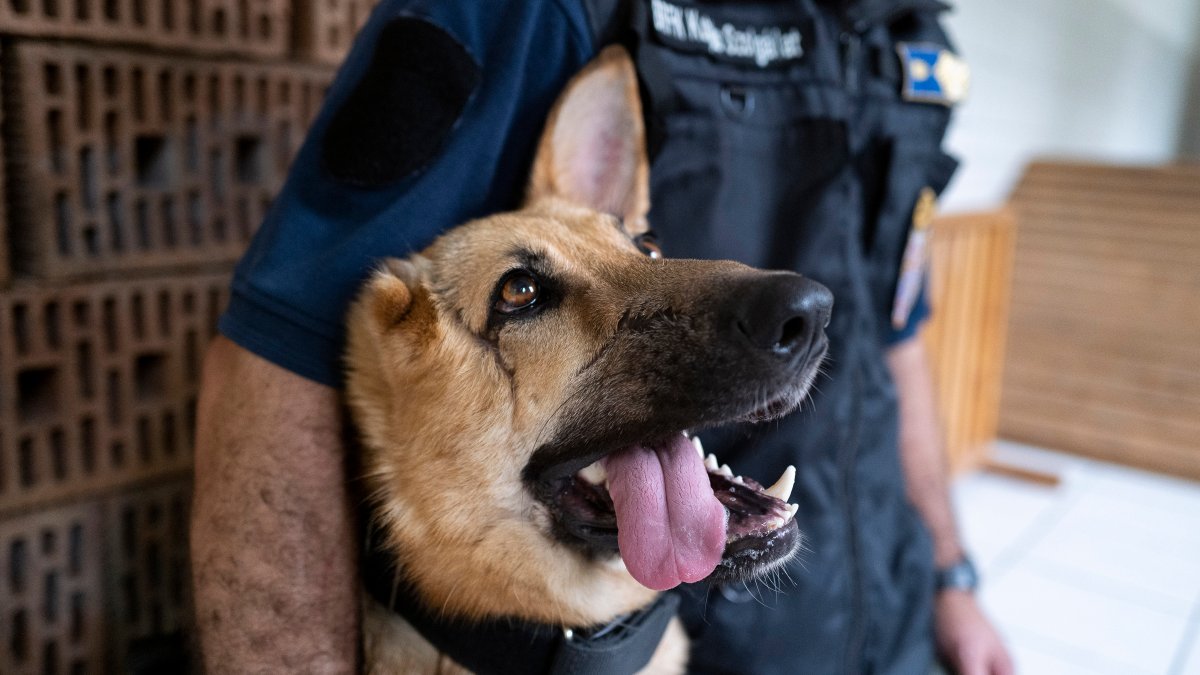 A rakétatámadásban megsérült kutya újrakezdi rendőrkutyát – NBC Chicago