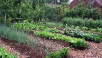 Your garden doesn't like the wildfires, either. Here's how to help plants handle smoke and ash