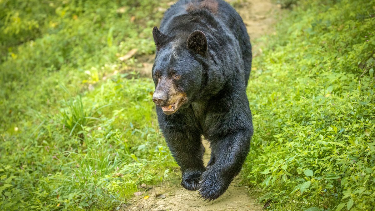 As a black bear roams Illinois, officials say such sightings are ...