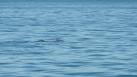 Against all the odds, world's most endangered porpoise resists extinction in Mexico's Gulf of California