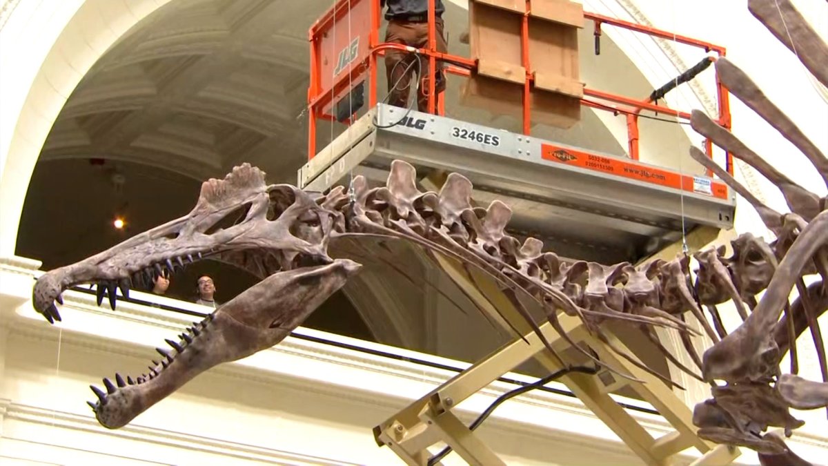 Watch ‘Spinosaurus’ One of the largest carnivorous dinosaurs ever