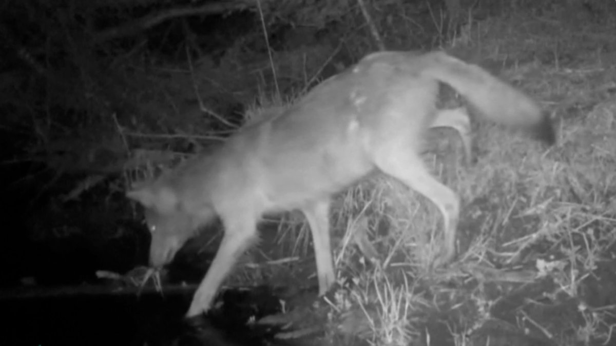 new-study-reveals-wolves-often-go-fishing-in-northern-minnesota-in