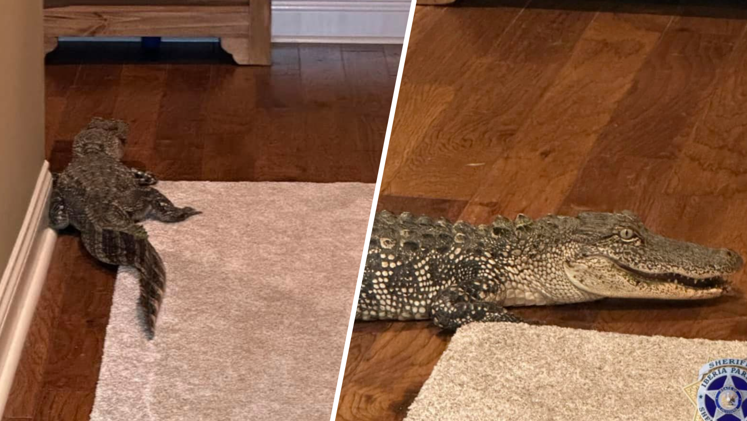 Alligator sneaks into Louisiana couple's home through doggy door - Vimarsana News