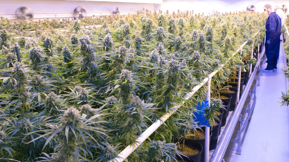 Tilray stock surges after cannabis company improves bottom line - Vimarsana News