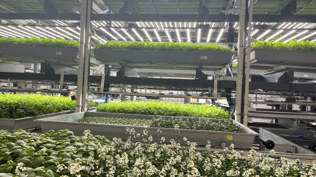 Amazon's Whole Foods to triple shelf space for vertical farmer Bowery