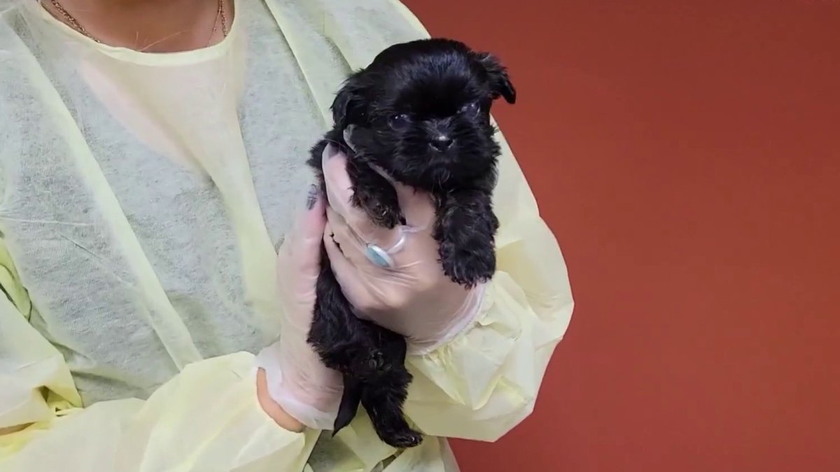 19 abused dogs rescued from a hoarding situation, taken in by Animal ...