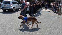 Norbi, a Belgian Malinois, was stabbed during an early morning pursuit of a man suspected of trying to break into homes in the upstate New York city of Troy, the city’s police department said in a statement. 