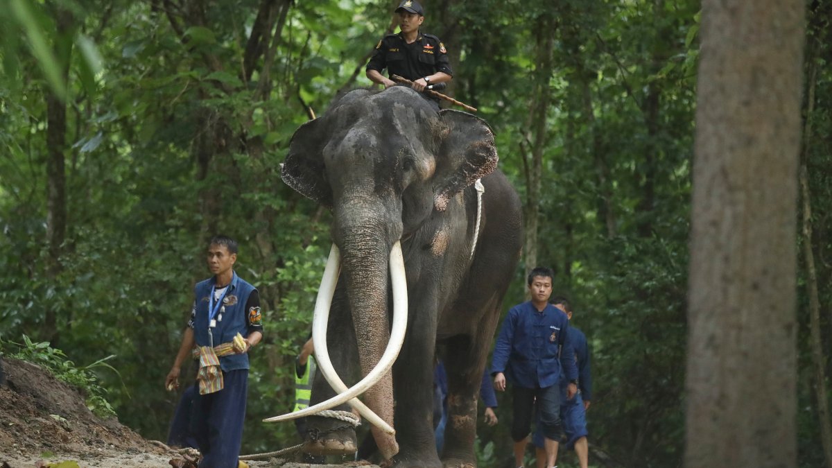 Elephant returns to Thailand for medical care after years of alleged abuse in Sri Lanka – NBC Chicago - Vimarsana News
