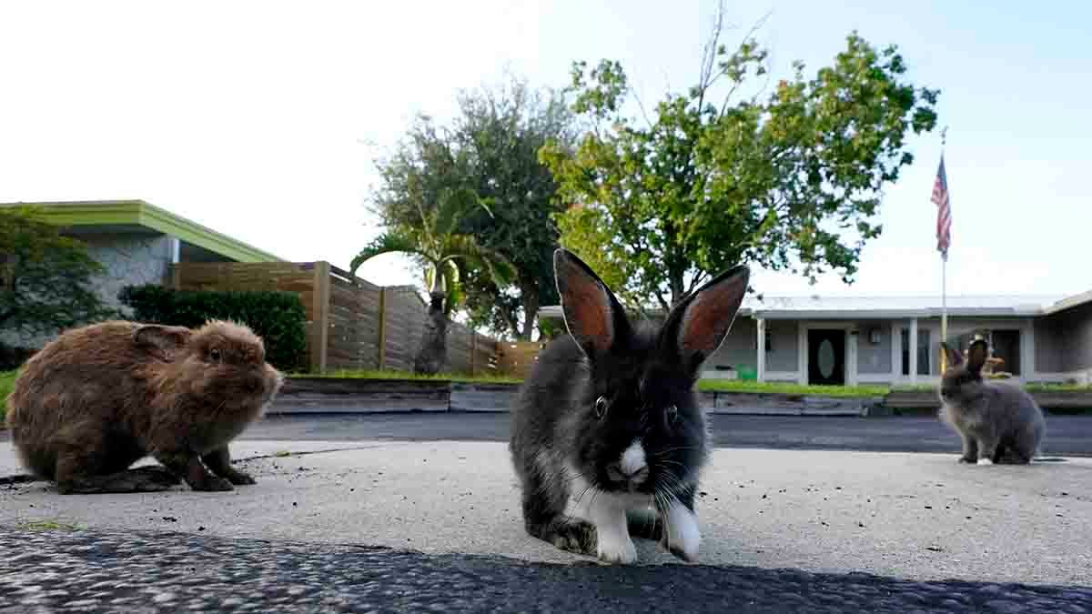 Invasion of domestic rabbits has a Florida suburb hopping into a hunt for new owners – NBC Chicago - Vimarsana News