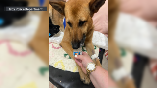 A police dog was stabbed 12 times while biting a burglary suspect Wednesday but was expected to make a full recovery, authorities said.