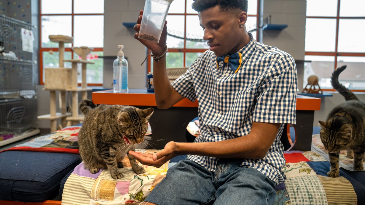 Teen's mission is to save shelter animals one bow tie at a time – NBC Chicago - Vimarsana News