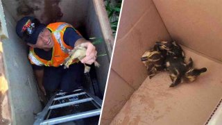 A Rapid City Fire Department member rescues three ducklings from a storm drain on July 13, 2023, in Rapid City, S.D.