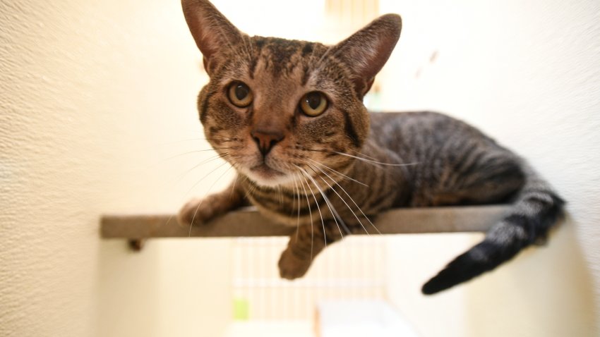 An adoptable cat looks out of it’s enclosure. The Humane Society of Berks County joined other animal welfare organizations in a Clear the Shelters event on Saturday, August 18, 2018.  Photo by Jeremy Drey (Photo By Jeremy Drey/MediaNews Group/Reading Eagle via Getty Images)